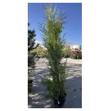 EXCELSA western red cedar approximately 8 foot