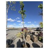 Tree approximately 8 to 10 foot tall