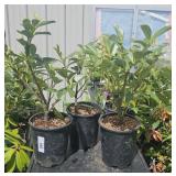 3 Compact English Laurel 1 Gallon ea