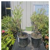 2 Mini-Blues Blueberry 1 Gallon ea