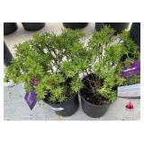 2 Marmalade 1 Gallon eaHighest Bidder $2x