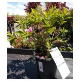 two lots one each Herbert azalea