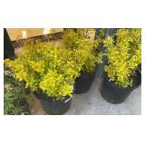 3 Golden Barberry Highest Bidder $3x