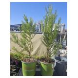 2 Giant Sequoia Highest Bidder $2x