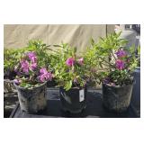 3 Herbert Azaleas 1 Gallon ea Highest