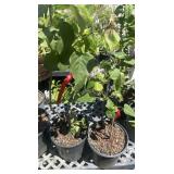 2 Catherine havemeyer Lilac