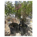 2 dwarf Korean lilac tree