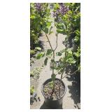 one Sensation French Lilac