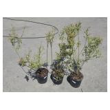 3 Pink Lemonade Blueberry