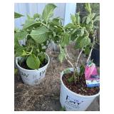 2 summer crush plants hydrangeaHigh Bidder