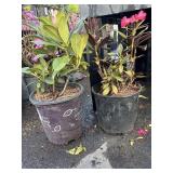 2 Rhododendron Highest Bidder $2X