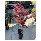 2 Fireglow Japanese Maple 1 Gallon