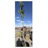 Tree approximately 8 to 10 foot tall