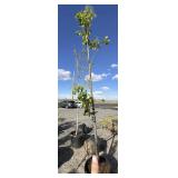 Tree approximately 10 to 12 foot tall