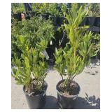 2 Rhododendron Highest Bidder $2x