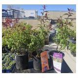 3 Lots 1 ea Superstar Spirea