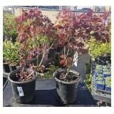 2 Lots 1 ea  Cotius Purple Smoke Bush 1 Gallon ea