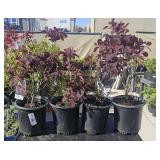 4 Lots 1 ea  Cotius Purple Smoke Bush 1 Gallon ea