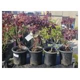 4 Lots 1 ea  Cotius Purple Smoke Bush 1 Gallon ea