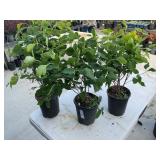 (3) Miss Kim Dwarf Lilac Highest Bidder