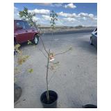 DIOSPYROS. Kaki persimmon tree approximately 4