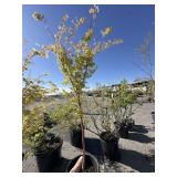 Maple Tree. Aprox 8 ft tall