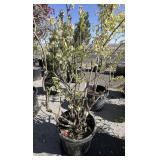 Blue crop Blueberry bush, approximately 5 foot