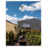 One Sarah sands lilac approximately 3 1/2 ft tall