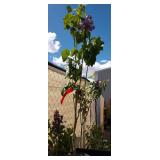 one Uncle lilac approximately 3 1/2 ft tall