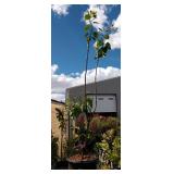 One Sarah sands lilac