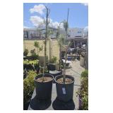 2 Scots Pine Tree Aprox a2 ft