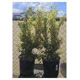 2 Lots 1ea Variegated Euonymus