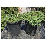 2  Sedum Sperium "Pink Cloud" Stonecrop