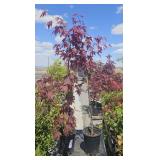 2 Lots 1 ea Japanese Maple Tree  Fireglow