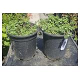 2   Sedum Sperium "Pink Cloud" Stonecrop