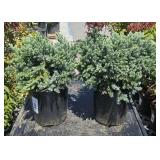 2  Blue Star Juniper