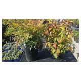 2 Lots 1 ea Nandina domestica "Gulfstream" &