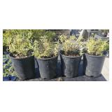 4 Lots 1ea Silver Queen Euonymus