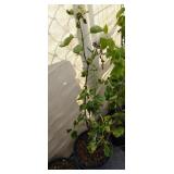 Sensation French lilac approximately 3 ft tall