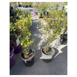 2  Merlot Summer sweet