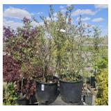 2 Sunshine Blue Blueberries