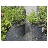 2  Arctostaphylos Bearberry