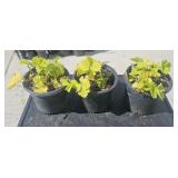 3 Lots 1 ea Variety of Coral Bells