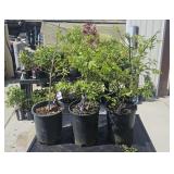 3Lots 1ea Dwarf Burning Bush