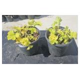 2 Lots 1 ea Variety of Coral Bells