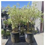 2 lots 1ea 2 gallon Cornus alba 