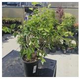 1 ea Likely a Common Lilac