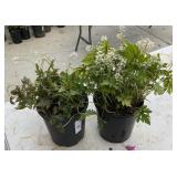 2 Heartleaf Foamflower 1 Gallon ea