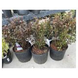 3 Ninebark Highest Bidder $3x