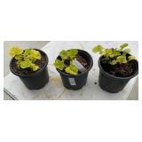 3 Geum Coccineum ï¿½Eosï¿½ Highest Bidder $3x